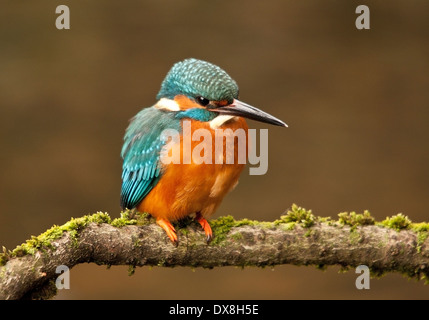 Eisvogel Alcedo Atthis Flusses Kelvin Glasgow Stockfoto