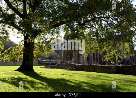 Tintern Abbey Kirche unter einer Eiche, Wye Valley, Monmouthshire, Wales gesehen Stockfoto