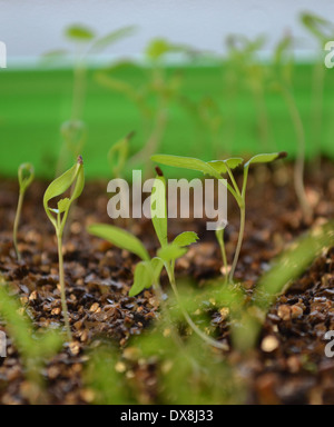 Ammi Majus, des Bischofs Blumensetzlingen Stockfoto