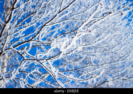 Baum, dessen Zweige mit Raureif auf dem Hintergrund eines blauen Himmel bedeckt Stockfoto