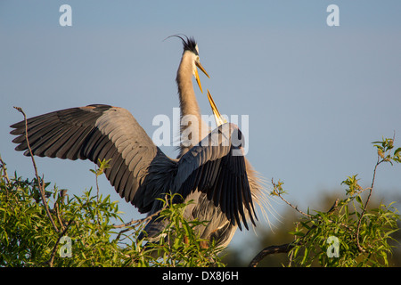 Ein paar große blaue Reiher (Ardea Herodias) in den Bäumen in Venedig Rookery in Venice Florida Stockfoto