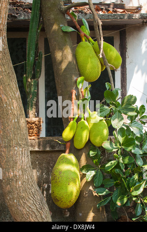 Süd Süd Indien Kerala Cochin Kochi Jude Stadt Mattancherry Jakfruit Baum Früchte Artocarpus Heterophyllus jack Baum jakfruit Stockfoto