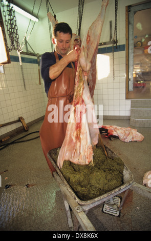 Metzger Schlachten Bio Kuh. Der Inhalt des Magens Kühe wird als Dünger verwendet. Schweiz Stockfoto