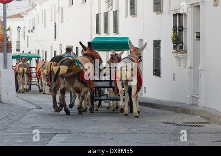 Mann führende touristische Esel Kutschen in der spanischen weiße Dorf Mijas, Südspanien. Stockfoto