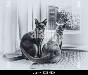 Zwei junge Birmanische Katzen - mit braunen Sable und Schokolade Mäntel - Blick aus dem Fenster des Hauses. Kätzchen im Garten Stockfoto