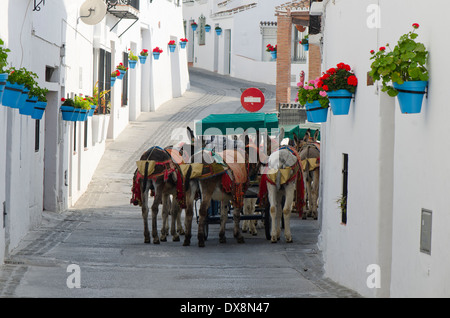 Führung von touristischen Esel Kutschen in der spanischen weiße Dorf Mijas, Südspanien. Stockfoto