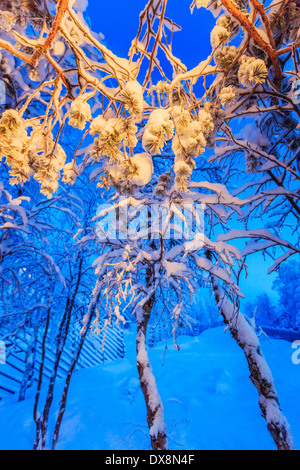 Schneebedeckte Bäume in der extremen Kälte, Lappland, Schweden Stockfoto