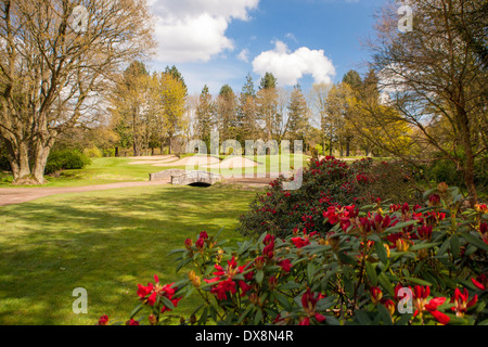 Englisch, Golfplatz im Frühling mit tiefroten Rhododendren. Stockfoto