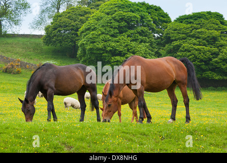Pferde grasen ist grüne Weide. Stockfoto