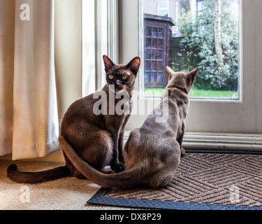 Zwei junge Birmanische Katzen - mit braunen Sable und Schokolade Mäntel - Blick aus dem Fenster des Hauses. Kätzchen im Garten Stockfoto