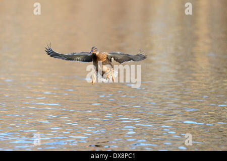 Stockenten-Bayern - Deutschland - Februar 2014. Stockfoto