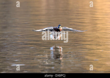 Stockenten-Bayern - Deutschland - Februar 2014. Stockfoto
