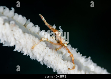 Draht Korallen Krabbe Xenocarcinus tuberculatus Stockfoto