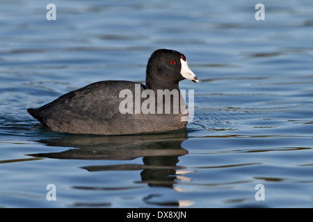 Amerikanisches Blässhuhn - Fulica americana Stockfoto