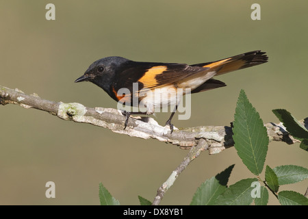 Amerikanische Redstart - Setophaga Ruticilla - Erwachsene männliche Zucht Stockfoto