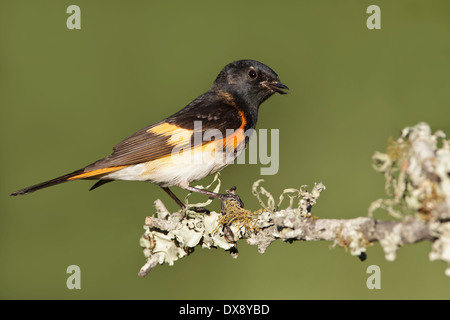 Amerikanische Redstart - Setophaga Ruticilla - Männchen Stockfoto