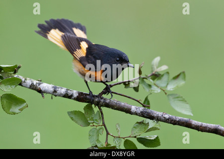 Amerikanische Redstart - Setophaga Ruticilla - Erwachsene männliche Zucht Stockfoto