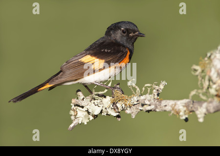 Amerikanische Redstart - Setophaga Ruticilla - Männchen Stockfoto