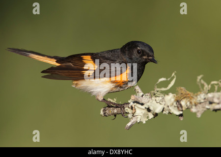 Amerikanische Redstart - Setophaga Ruticilla - Männchen Stockfoto