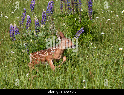 Kitz, durchzogen von Wildblumen Stockfoto