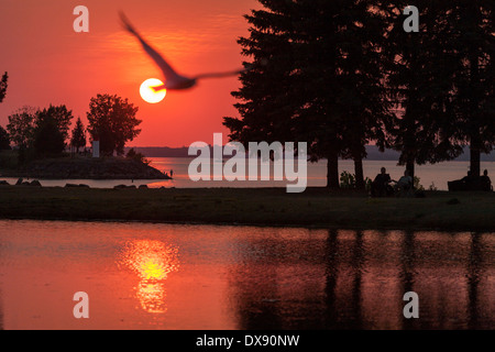 Sommer Sonnenuntergang im Park mit Möwe. Die Sonne geht über dem Ottawa River und spiegelt sich in den künstlichen Teich. Eine Möwe fliegt vorbei. Stockfoto