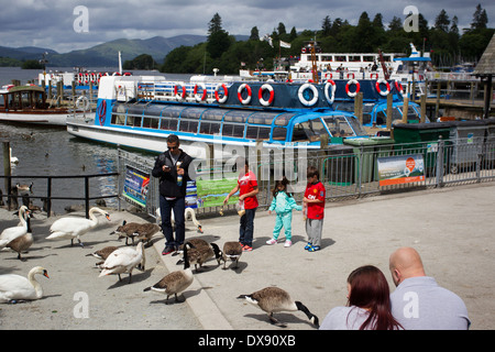 Bowness Bay Touristen Schwäne füttern Stockfoto