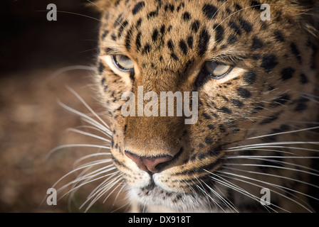 Weibliche Amur Leoparden (Nahaufnahme) Stockfoto