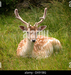 Damwild (Dama Dama) Buck mit samt Geweih im grünen Gras liegend, Charnwood Forest, Leicestershire, England, Großbritannien Stockfoto