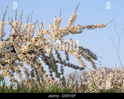 Frühling in der Kirschgarten. Ein Zweig mit Kirschblüten hängt niedrig beladen. Neues Wachstum zeigt ein paar Blätter Schwellen- Stockfoto