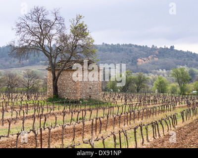 Frühling-Weinberg mit Baum und Stein Nebengebäude. Neu bewacht sprießenden Baum ein altes landwirtschaftliches Gebäude umgeben von Weinreben Stockfoto