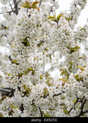 Zweige voller Kirschblüten. Blüte gefüllt Äste im Kirschgarten in Südfrankreich. Stockfoto