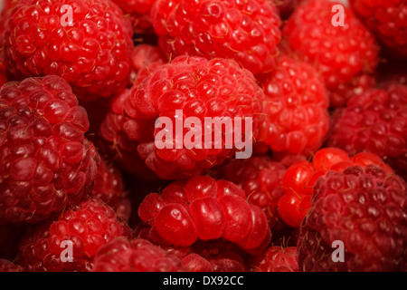 Himbeer Frucht Hintergrund, Nahaufnahme Stockfoto