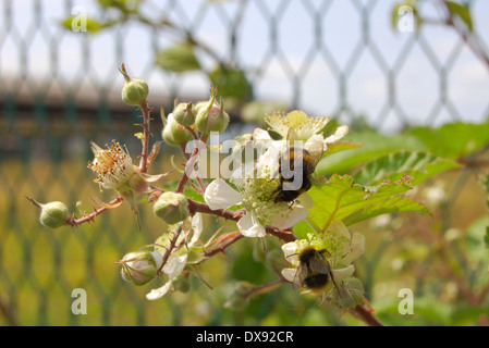 Hummel auf einem Dornbusch auf dem ehemaligen Fleisch Markt Gelände auf Bellgrove Street in Glasgow, Schottland Stockfoto