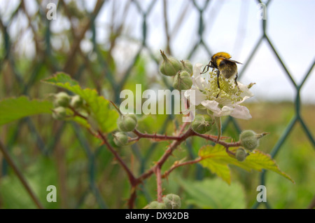 Hummel auf einem Dornbusch auf dem ehemaligen Fleisch Markt Gelände auf Bellgrove Street in Glasgow, Schottland Stockfoto