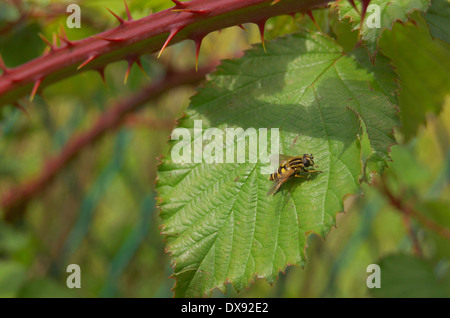 Schwebfliege auf einem Blatt an einem Dornbusch Stockfoto