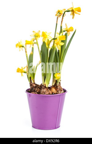 Narcissus in einem Topf auf weißem Hintergrund Stockfoto
