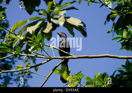 Guatemala, Quirigua. Nut-billed Ani (WILD: Crotophaga Sulcirostris) thront in Ast. Stockfoto