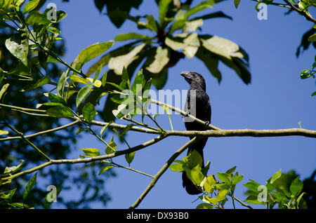 Guatemala, Quirigua. Nut-billed Ani (WILD: Crotophaga Sulcirostris) thront in Ast. Stockfoto