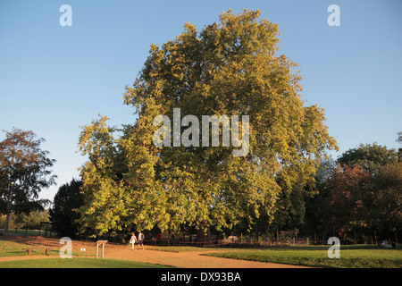 Ahornblättrige Platane Baum in die oberen Lodge Wassergärten, Bushy Park, in der Nähe von Kingston, UK. Stockfoto