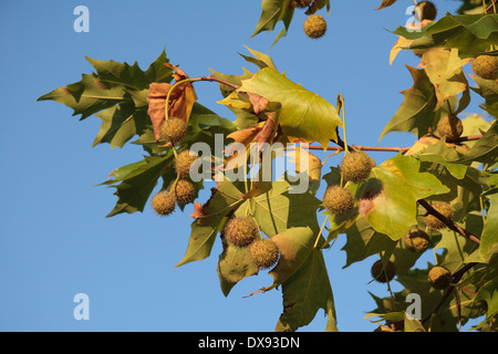 Blätter und Früchte auf einer Londoner Platane (Platanus × Acerifolia) in der oberen Lodge Wassergärten, Bushy Park, in der Nähe von Kingston, UK. Stockfoto