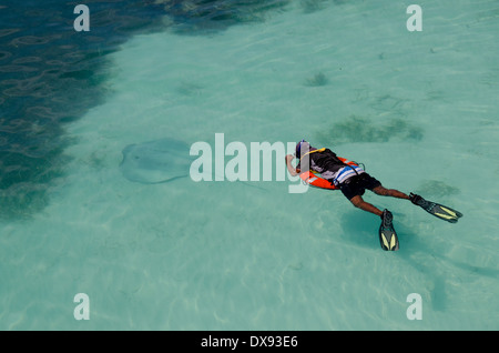 Belize, Karibik, Bezirk von Toledo, die Cayes. Westen Schlange Caye, Schwimmer mit großen Stachelrochen. Stockfoto