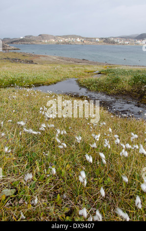 Kanada, Nunavut, Cape Dorset. Mallikjuag Territorial Park. Tundra mit Wollgras (Wollgras) aka Wollgras. Stockfoto