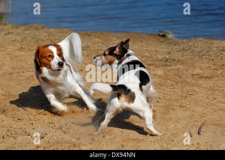 Kleine holländische Wasservögel Hund und Parson-Russell-Terrier Stockfoto