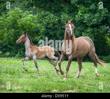 Quarter Horse Stute und Fohlen Stockfoto