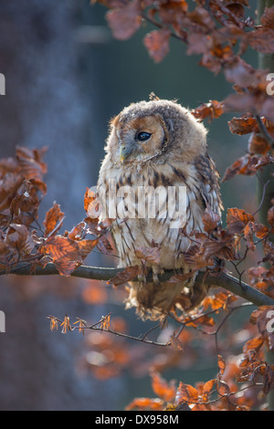 Waldkauz (Strix Aluco) hocken in einem Baum Stockfoto