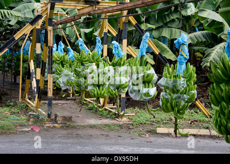 Guatemala, Abteilung von Izabal, Quiriqua Bananenplantage. Trauben von Bananen Verarbeitung Förderband hängen. Stockfoto