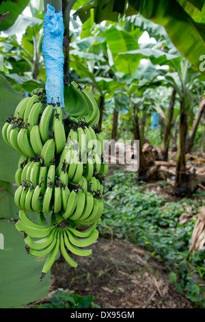 Guatemala, Abteilung von Izabal, Quiriqua Bananenplantage. Haufen von grünen Bananen vom Baum hängen. Stockfoto