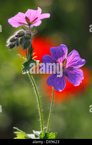 Geranium platypetalum Stockfoto