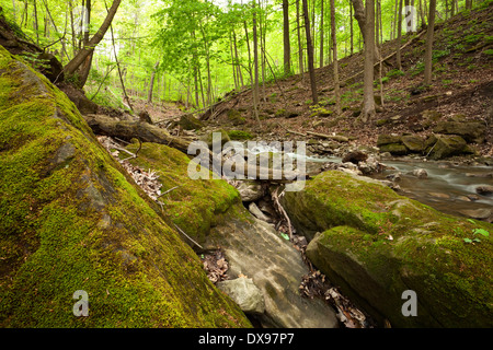 Großen Moos bedeckt Felsen-Linie den Rand des Tiffany Creek während ein relativ trockenes Frühjahr in Hamilton, Ontario, Kanada. Stockfoto