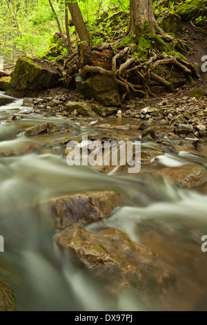 Tiffany-Bach, der über Felsen in ein relativ trockenes Frühjahr in Hamilton, Ontario, Kanada. Stockfoto